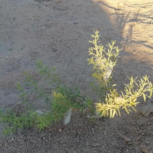 Zygophyllum arabicum — related species from the same genus