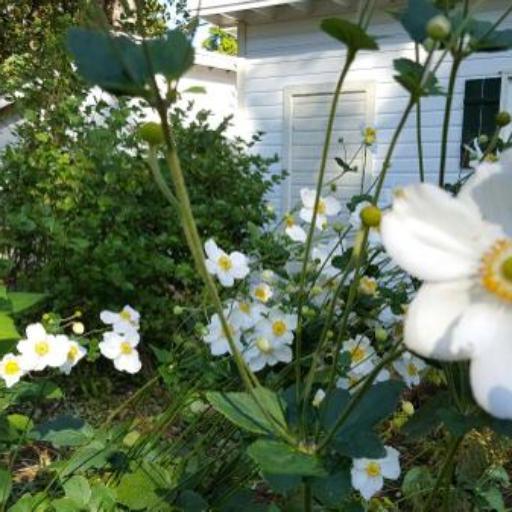 Pulsatilla halleri — search result for 'Switzerland'