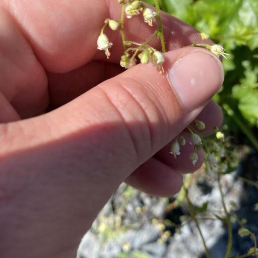 Heuchera glabra other