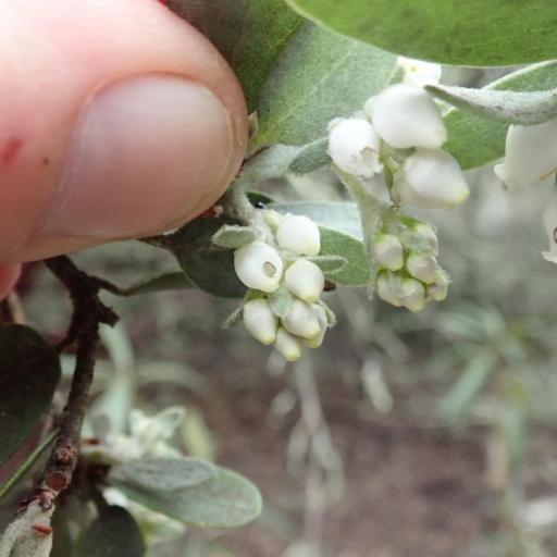 Arctostaphylos silvicola other