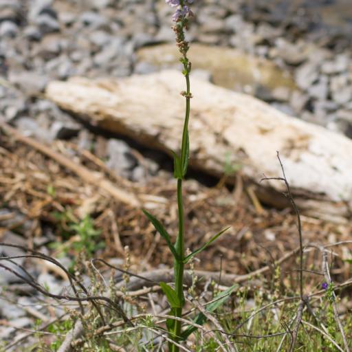 Physostegia intermedia other