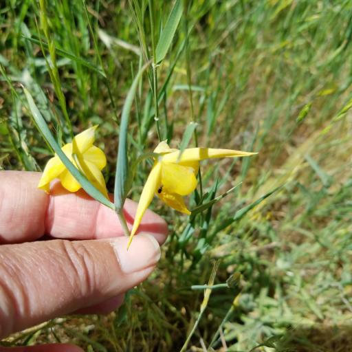 Calochortus pulchellus other