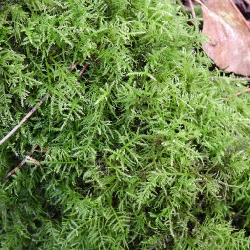 Kindbergia praelonga — houseplant care guide