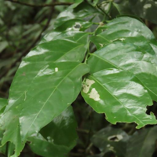 Champereia manillana other