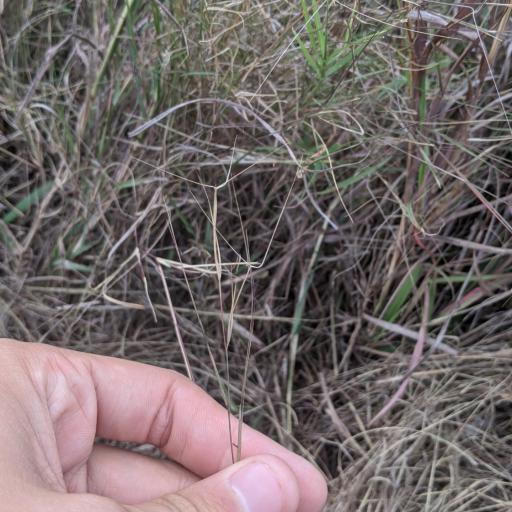 Aristida oligantha — search result for 'Aristida'