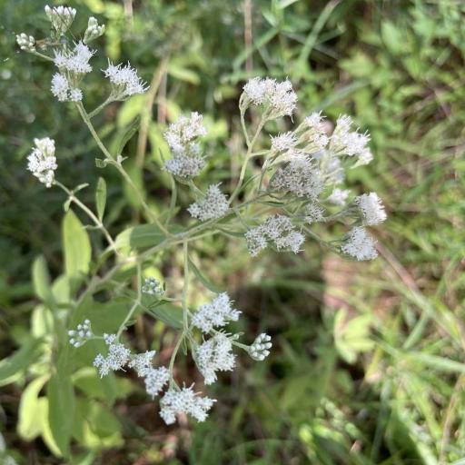 Eupatorium semiserratum — search result for 'Kentucky'