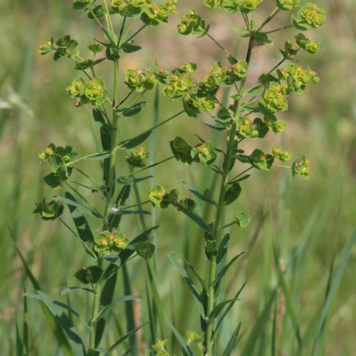 Euphorbia virgata — houseplant care guide