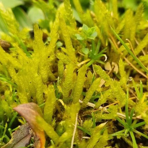 Brachythecium albicans other