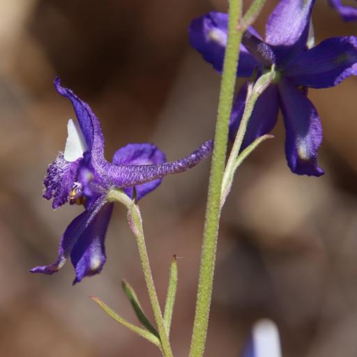 Delphinium parryi other