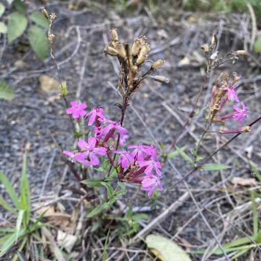 Atocion compactum other