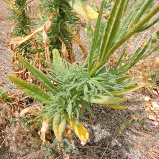 Turricula parryi other