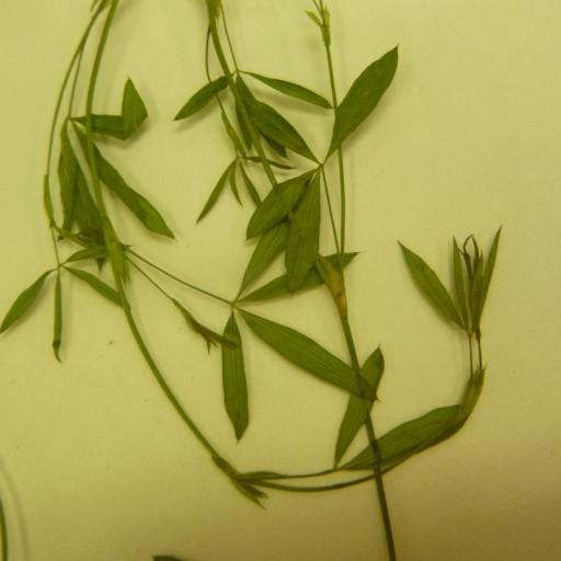 Zornia bracteata — related species from the same genus