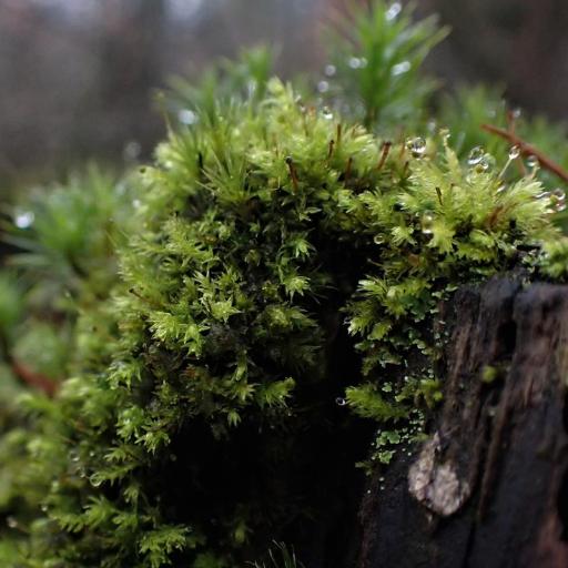 Aulacomnium androgynum other