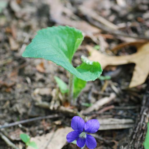 Viola nephrophylla — search result for 'Violaceae'