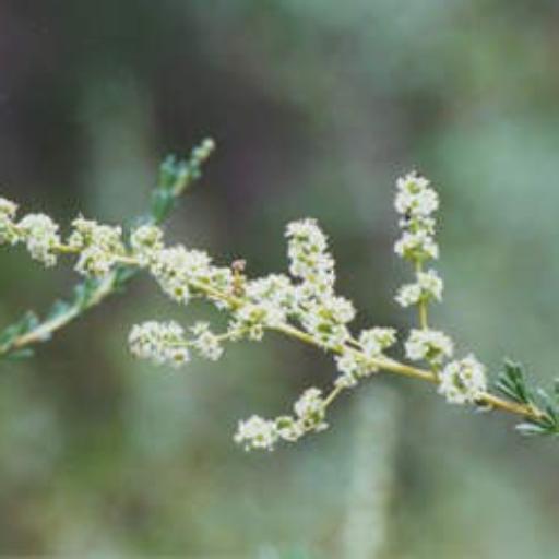 Adenostoma fasciculatum other