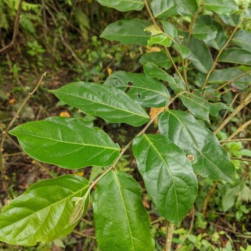 Glochidion philippicum — houseplant care guide