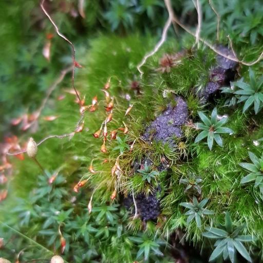 Dicranella heteromalla — houseplant care guide