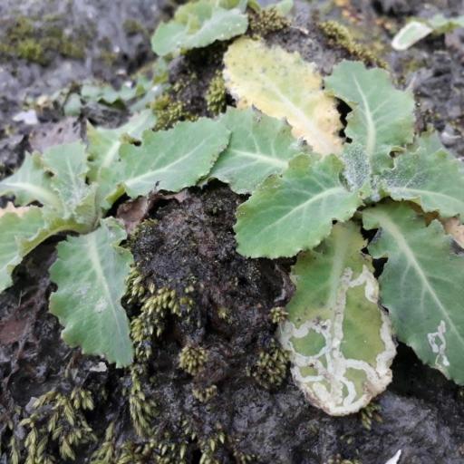 Sonchus kirkii other