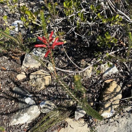 Erica regia other