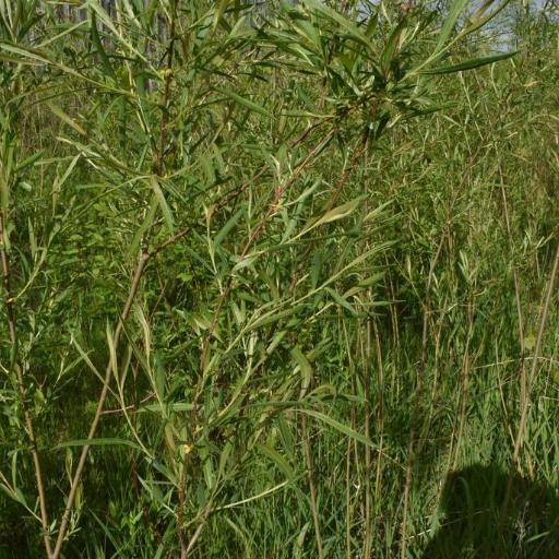 Salix interior — sleep aid houseplant