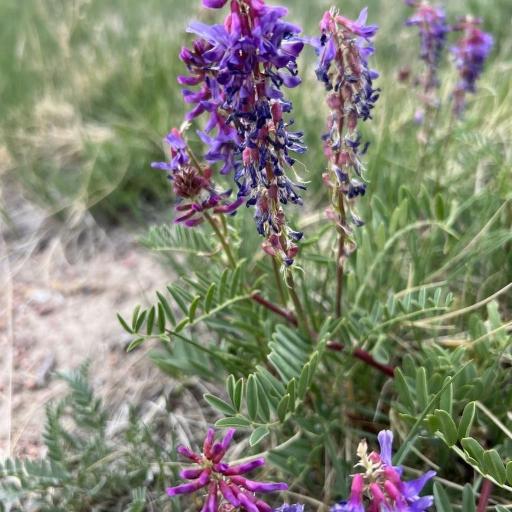 Astragalus bisulcatus other