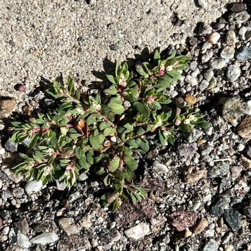Euphorbia indivisa other