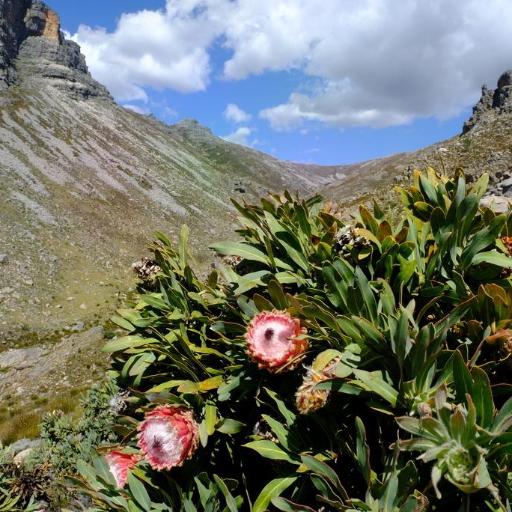 Protea magnifica other