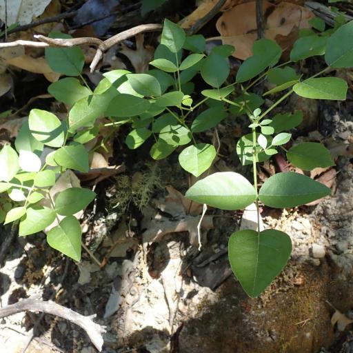 Rupertia physodes — houseplant care guide