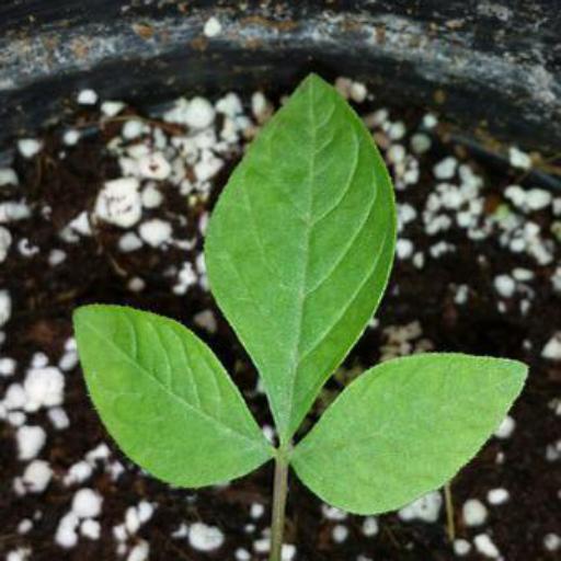 Cleome dodecandra other