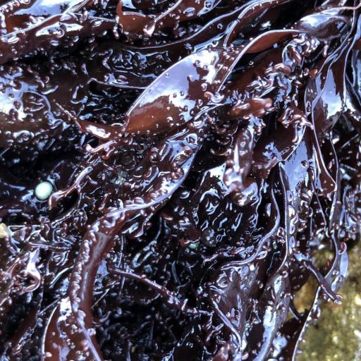 Mastocarpus papillatus other