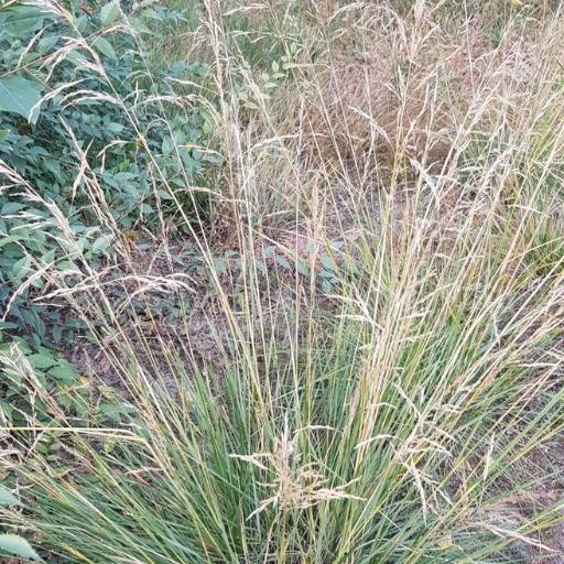 Neotrinia splendens — search result for 'Guatemala'