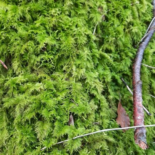 Thuidium tamariscinum other