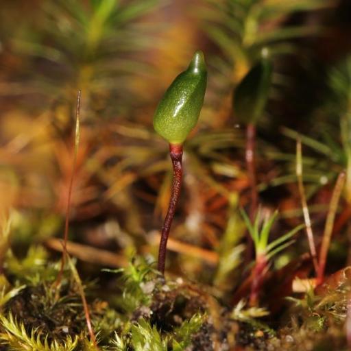 Buxbaumia aphylla other