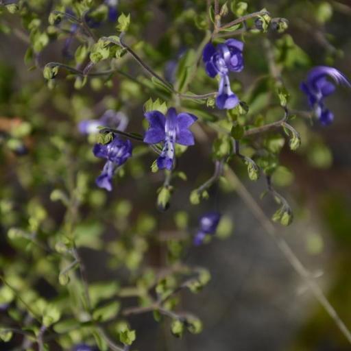 Trichostema suffrutescens — houseplant care guide