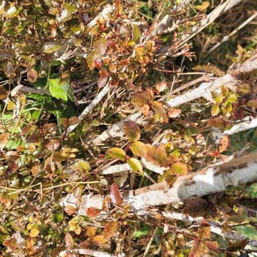 Pterophylla racemosa other