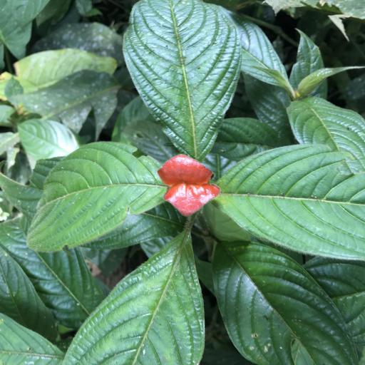 Palicourea tomentosa — houseplant care guide