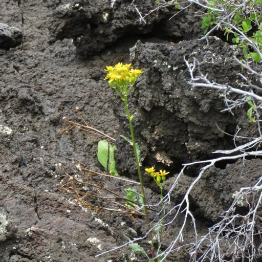 Packera quercetorum other