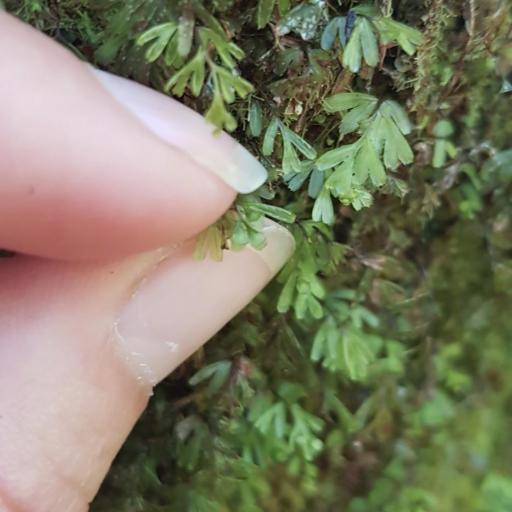 Hymenophyllum revolutum other