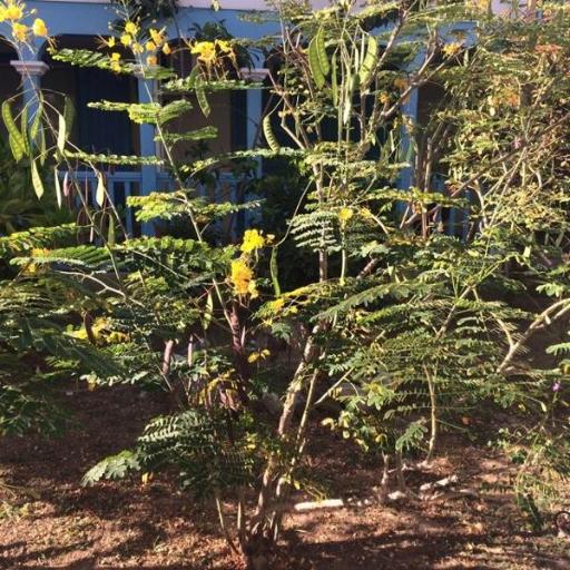 Erythrostemon gilliesii other