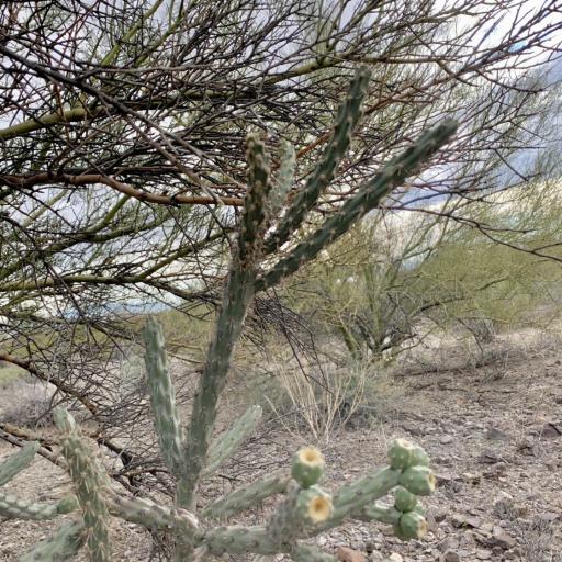 Cylindropuntia thurberi — houseplant care guide
