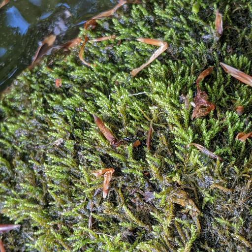 Hygroamblystegium varium — houseplant care guide