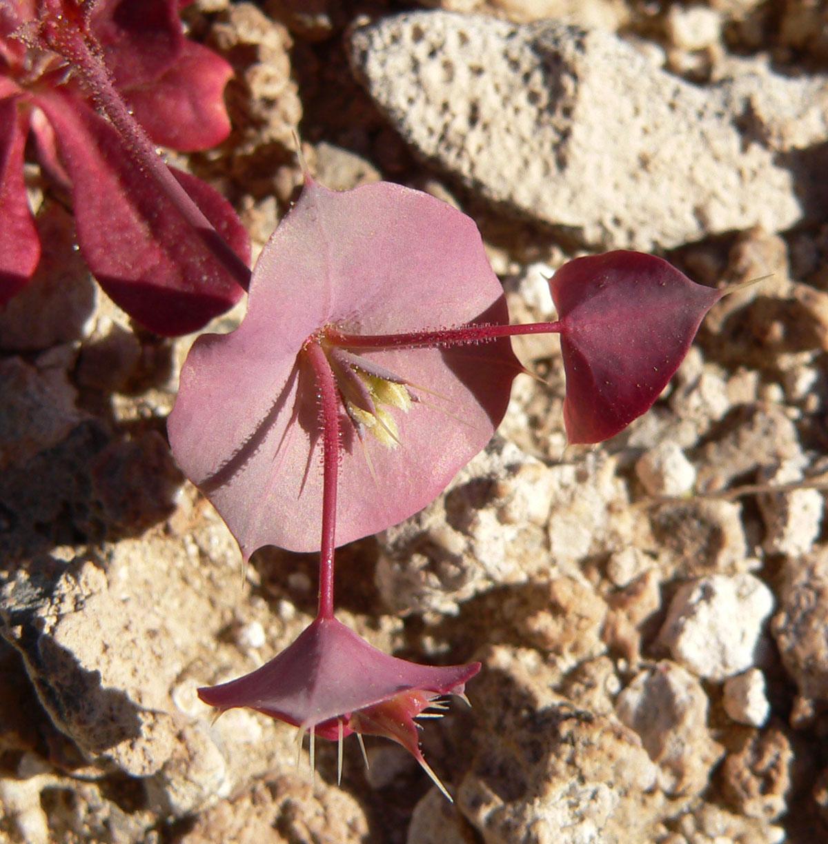 Oxytheca perfoliata other