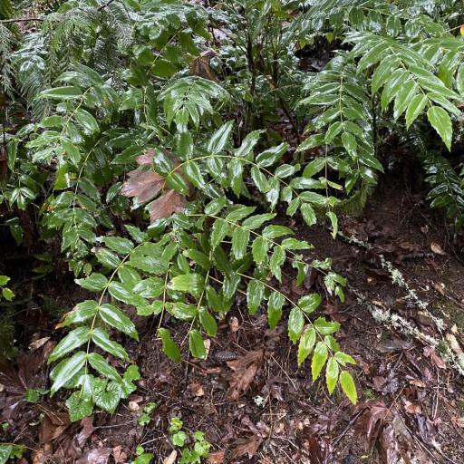 Berberis nervosa other