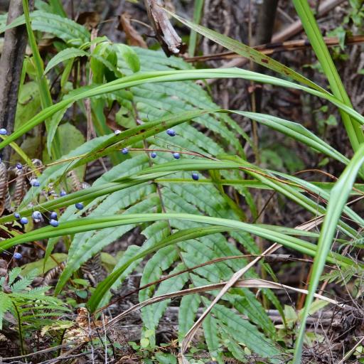 Dianella nigra other