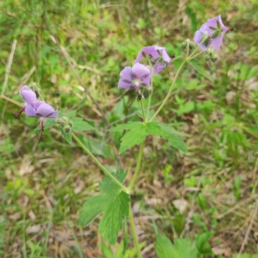 Geranium platyanthum other