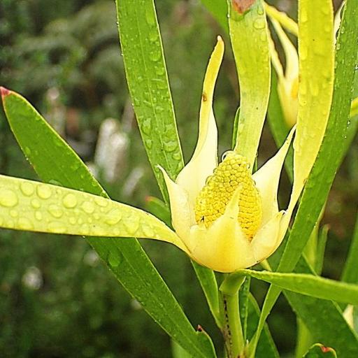 Leucadendron eucalyptifolium — search result for 'Leucadendron'