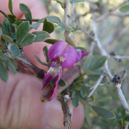 Indigofera nigromontana — houseplant care guide