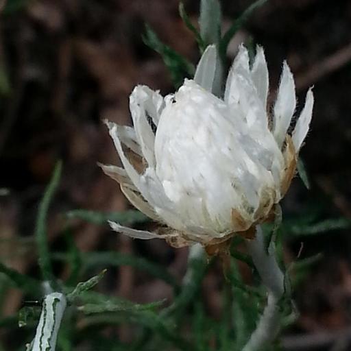 Chrysocephalum baxteri other