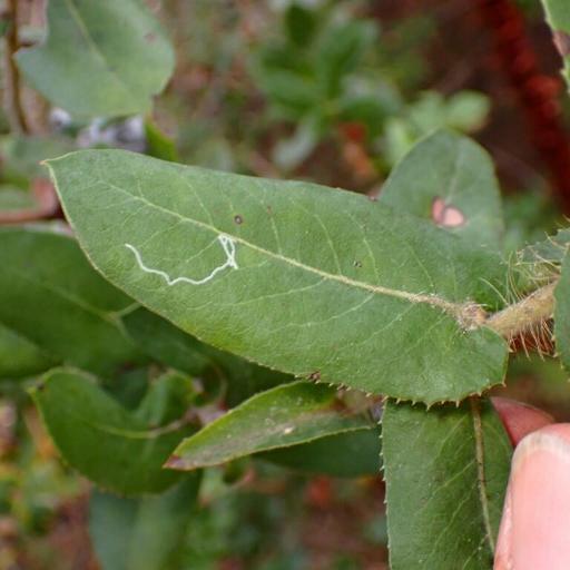 Arctostaphylos andersonii — related species from the same genus
