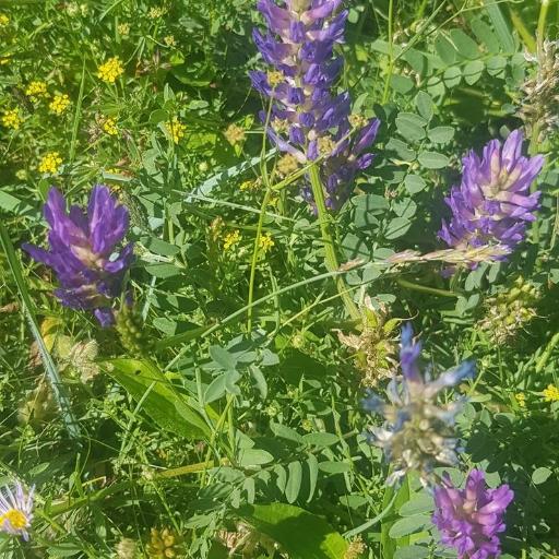 Astragalus laxmannii other